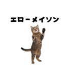 エロがる猫（個別スタンプ：15）