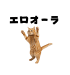 エロがる猫（個別スタンプ：18）