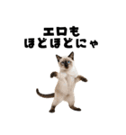 エロがる猫（個別スタンプ：19）