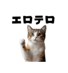 エロがる猫（個別スタンプ：20）