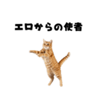 エロがる猫（個別スタンプ：21）