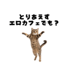 エロがる猫（個別スタンプ：22）