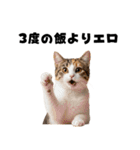エロがる猫（個別スタンプ：28）
