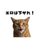 エロがる猫（個別スタンプ：30）