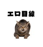 エロがる猫（個別スタンプ：33）