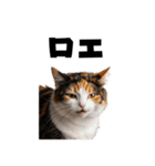 エロがる猫（個別スタンプ：34）
