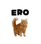 エロがる猫（個別スタンプ：35）