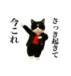 踊る！今これスケバンにゃんこ（個別スタンプ：1）