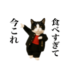 踊る！今これスケバンにゃんこ（個別スタンプ：13）