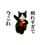 踊る！今これスケバンにゃんこ（個別スタンプ：16）