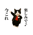 踊る！今これスケバンにゃんこ（個別スタンプ：19）