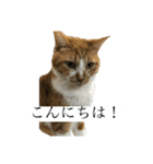 もみじねこスタンプ（個別スタンプ：1）