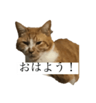 もみじねこスタンプ（個別スタンプ：2）