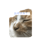 もみじねこスタンプ（個別スタンプ：3）