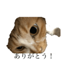 もみじねこスタンプ（個別スタンプ：5）