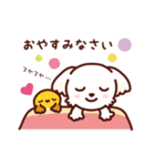 マルチーズ_ずーっと使えるスタンプ（個別スタンプ：6）