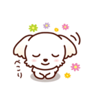 マルチーズ_ずーっと使えるスタンプ（個別スタンプ：14）