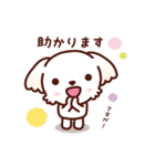 マルチーズ_ずーっと使えるスタンプ（個別スタンプ：19）