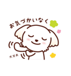マルチーズ_ずーっと使えるスタンプ（個別スタンプ：24）