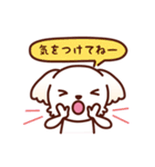 マルチーズ_ずーっと使えるスタンプ（個別スタンプ：37）