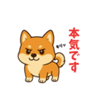 柴犬ムギの日常スタンプ1（個別スタンプ：8）