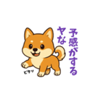 柴犬ムギの日常スタンプ1（個別スタンプ：15）