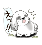 B＆W シーズー犬 2025 「犬の気持ち」（個別スタンプ：11）
