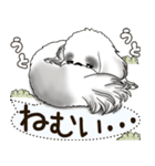 B＆W シーズー犬 2025 「犬の気持ち」（個別スタンプ：17）
