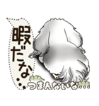 B＆W シーズー犬 2025 「犬の気持ち」（個別スタンプ：19）