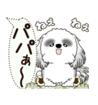 B＆W シーズー犬 2025 「犬の気持ち」（個別スタンプ：36）