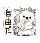 シーズー犬 2025 「犬の気持ち」（個別スタンプ：9）
