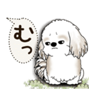 シーズー犬 2025 「犬の気持ち」（個別スタンプ：10）