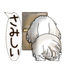シーズー犬 2025 「犬の気持ち」（個別スタンプ：12）
