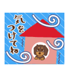 ダックス大好き【秋】チョコタン（個別スタンプ：36）