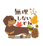 ダックス大好き【秋】チョコタン（個別スタンプ：38）