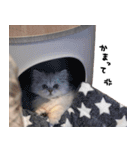 もちたみ2（個別スタンプ：29）