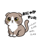 キュルキュルお目々の猫ちゃんスタンプ（個別スタンプ：5）