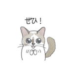 ねこのぷーちゃん スタンプ（個別スタンプ：10）