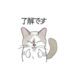 ねこのぷーちゃん スタンプ（個別スタンプ：11）
