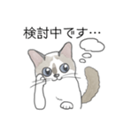 ねこのぷーちゃん スタンプ（個別スタンプ：12）