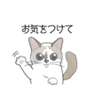 ねこのぷーちゃん スタンプ（個別スタンプ：15）