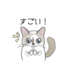 ねこのぷーちゃん スタンプ（個別スタンプ：19）