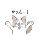 ねこのぷーちゃん スタンプ（個別スタンプ：20）