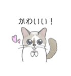 ねこのぷーちゃん スタンプ（個別スタンプ：21）