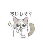 ねこのぷーちゃん スタンプ（個別スタンプ：24）
