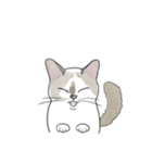 ねこのぷーちゃん スタンプ（個別スタンプ：33）