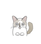 ねこのぷーちゃん スタンプ（個別スタンプ：40）