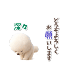 ビションフリーゼ★長文（個別スタンプ：17）