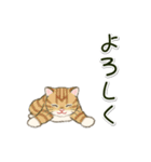 男性も使いやすい だらだらにゃんこ（個別スタンプ：8）