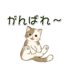 男性も使いやすい だらだらにゃんこ（個別スタンプ：11）
